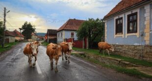vonulnak a tehenek Kászonújfaluban, Székelyföldön